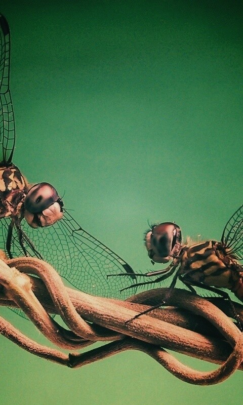 Две стрекозы обои