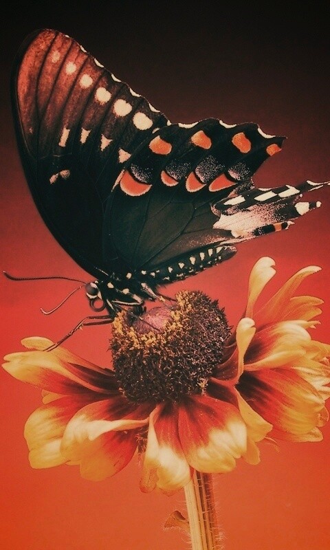 Бабочка на цветке обои