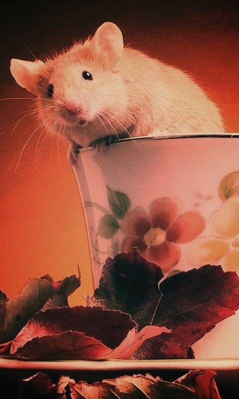 Мышонок выбирается из чашки обои