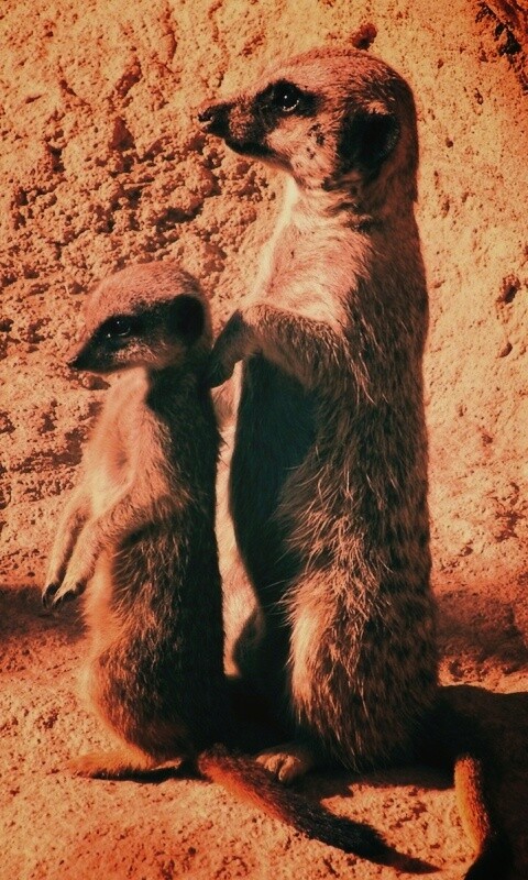 Сурикаты на страже отчизны обои