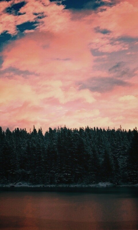 Лес на озере обои