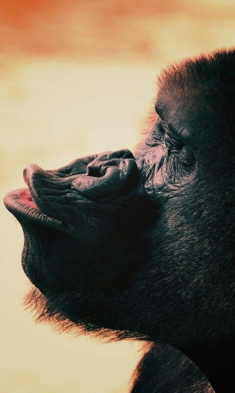 Горилла корчит рожи обои