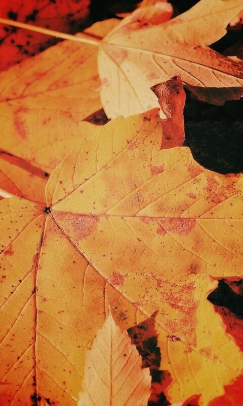 Осенние листья обои