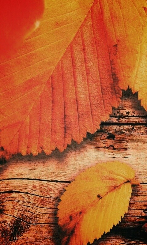 Красиво разложенные листья обои