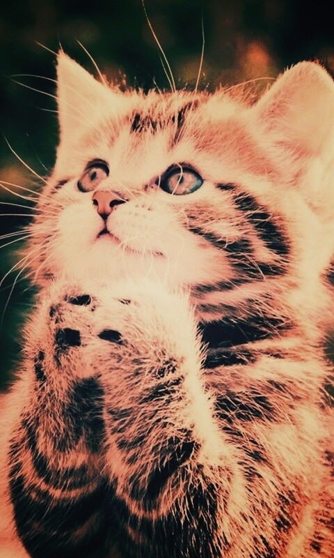 Непередаваемо прелестный котенок сложил лапки обои