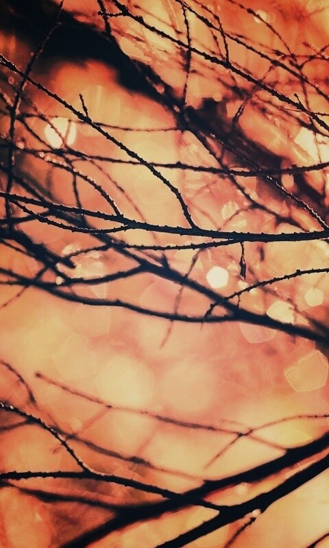 Мокрые ветви дерева обои