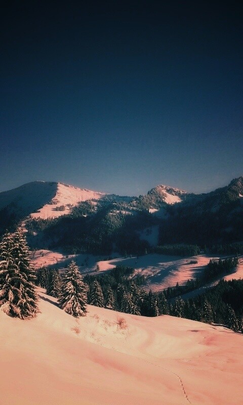 Лес в горах обои