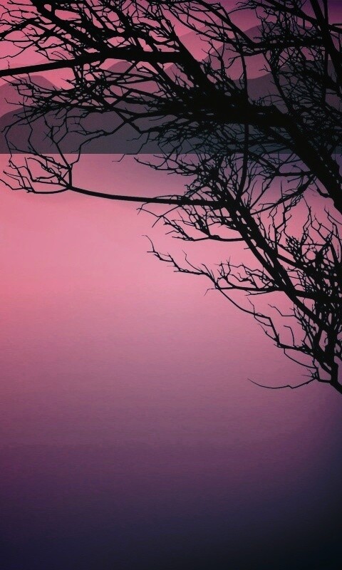 Ветка над вечерним озером обои