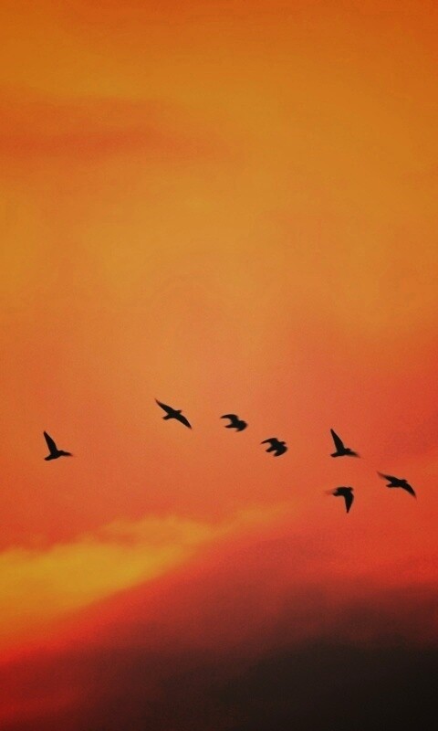 Птицы летят в закатном небе обои