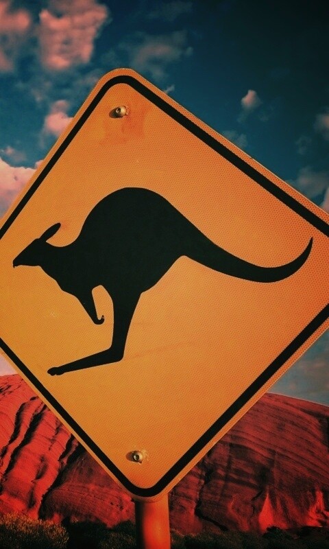 Осторожно, кенгуру! обои