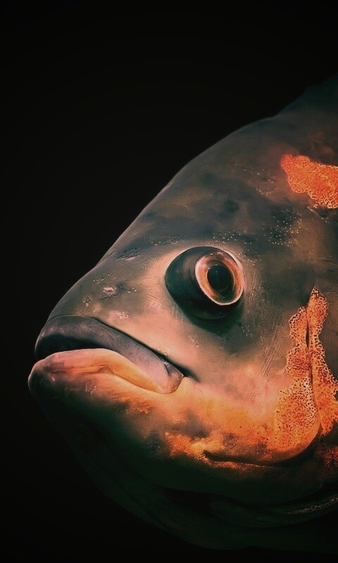 Глубоководный окунь обои