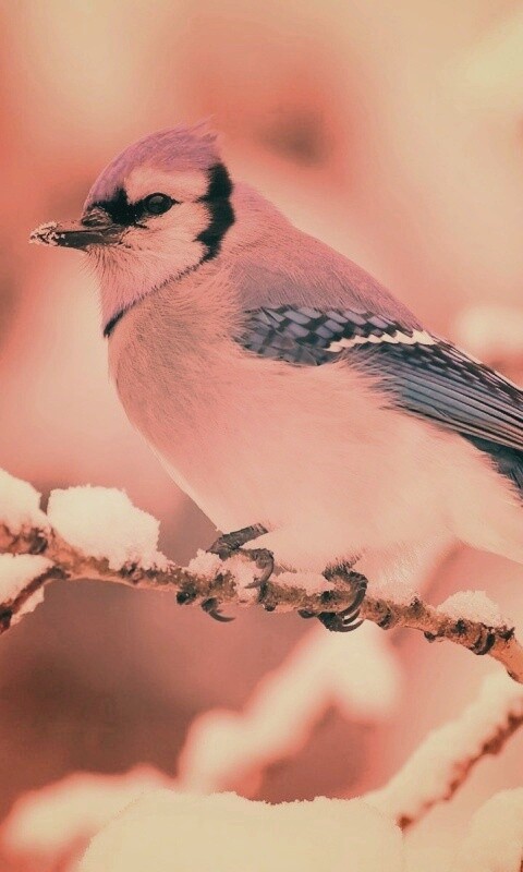 Маленькая синяя птичка обои