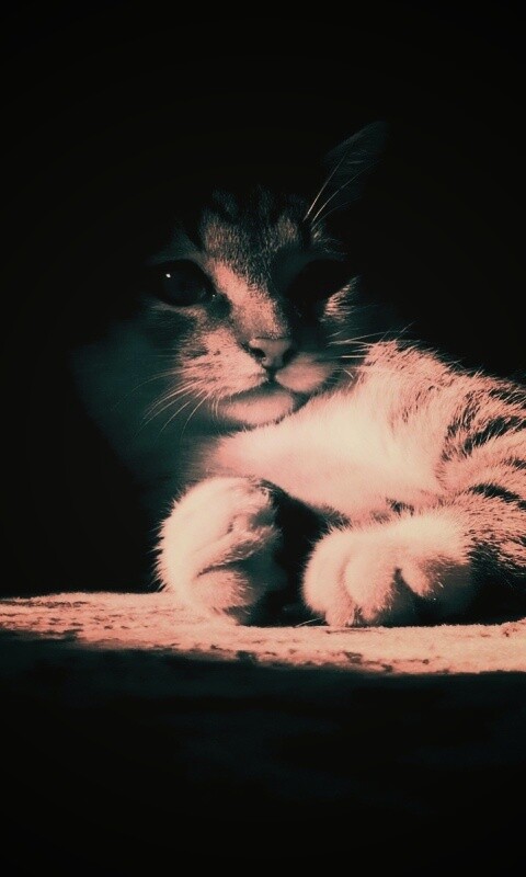 Котик в тени обои