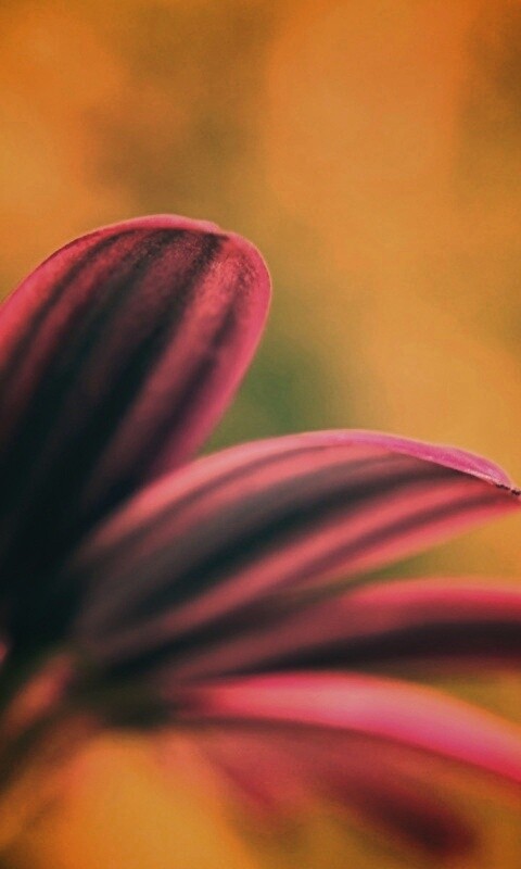 Макро фото цветка обои