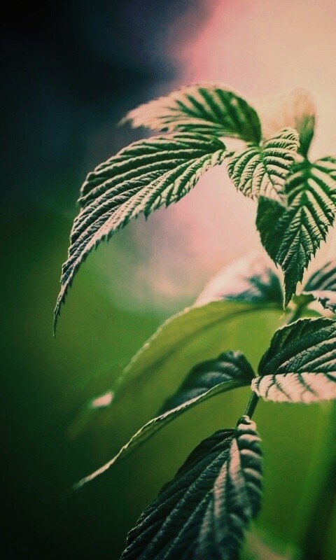 Листья малины обои