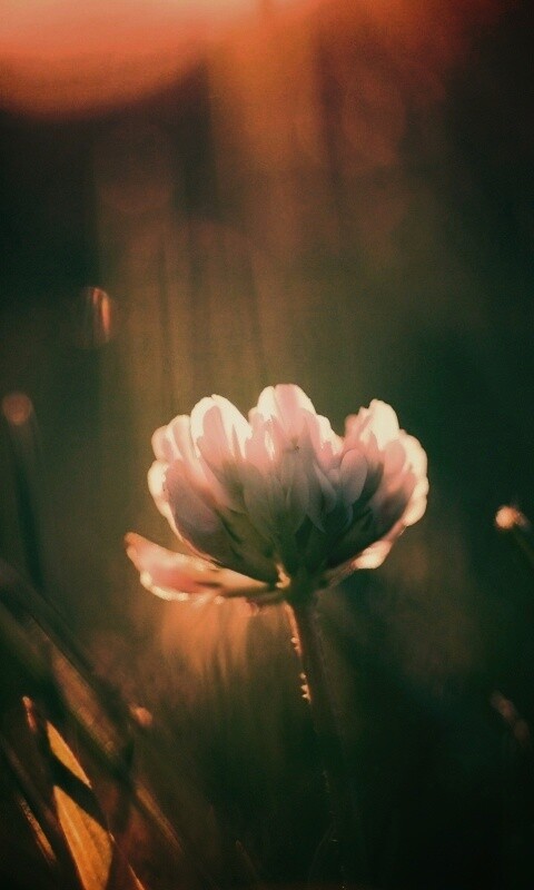 Белый клевер обои