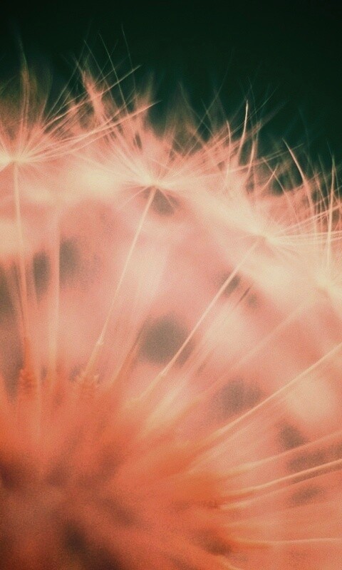 Макро фото одуванчика обои