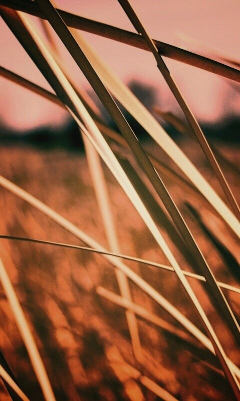 Желтая трава обои