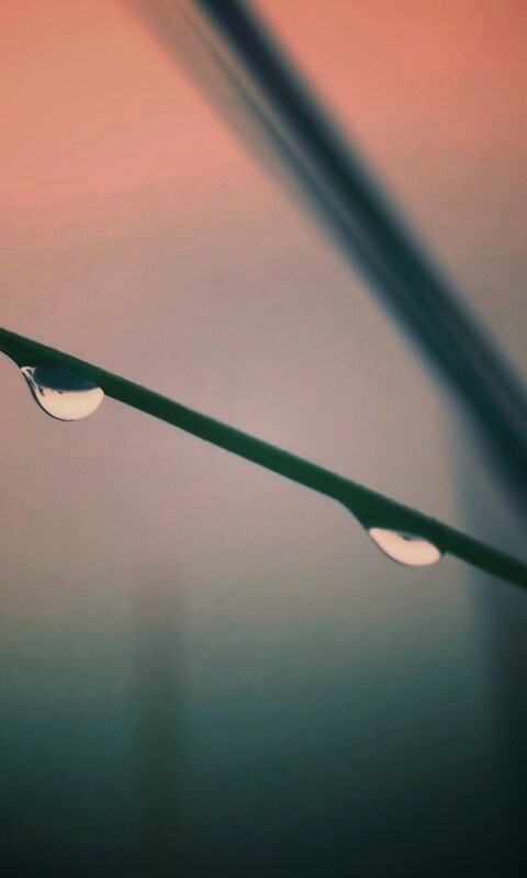 Трава после дождя обои