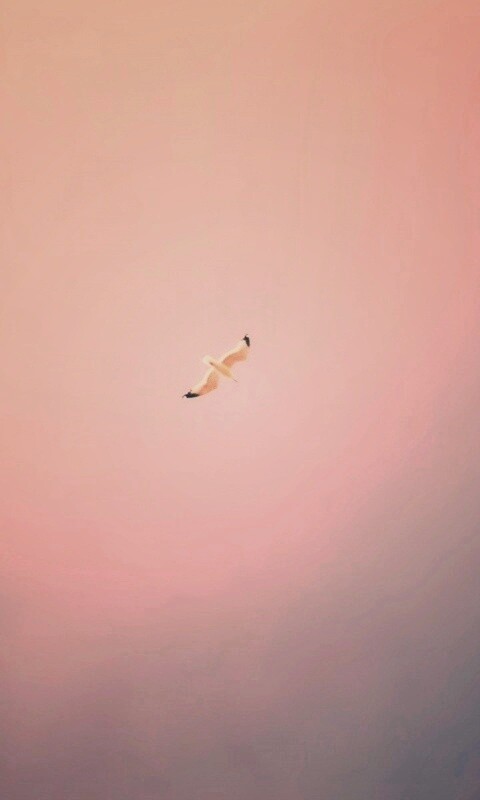 Полет  обои