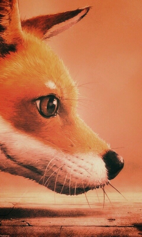 Лиса и жук обои