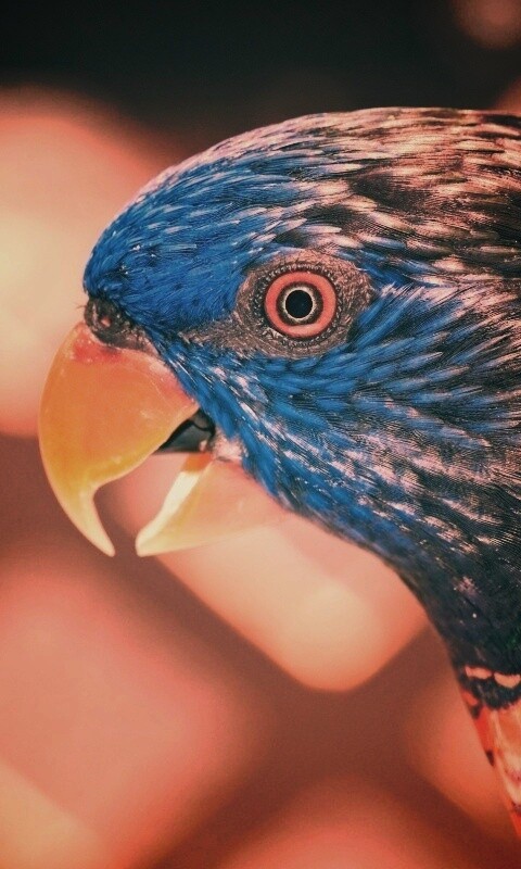 Красноглазйы попугай обои