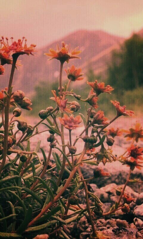 Горные цветы обои