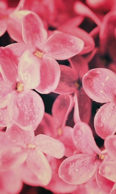 Цветы сирени обои