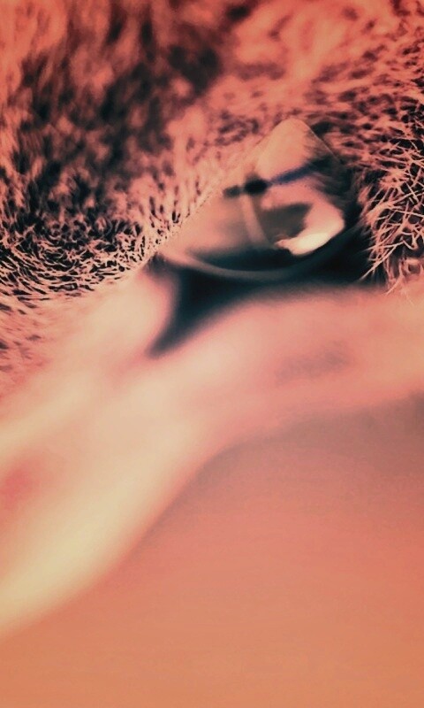 Макро фото мордашки кота обои