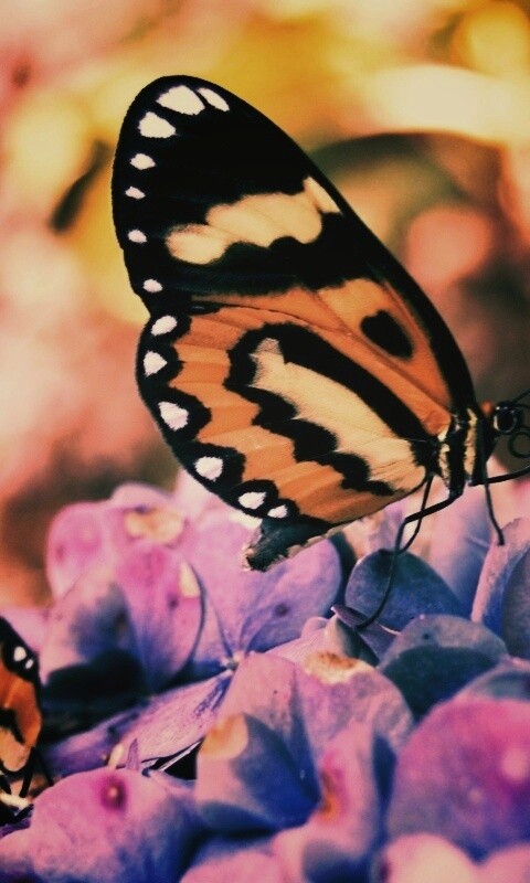 Две бабочки обои