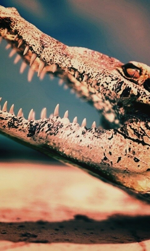 Крокодил разинул пасть обои