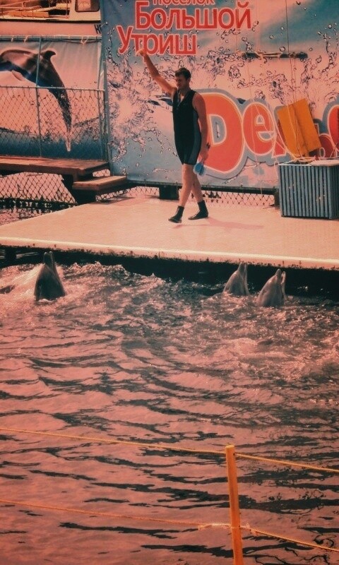 Утро в дельфинарии обои