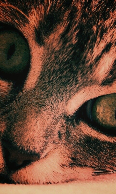 Взгляд обои