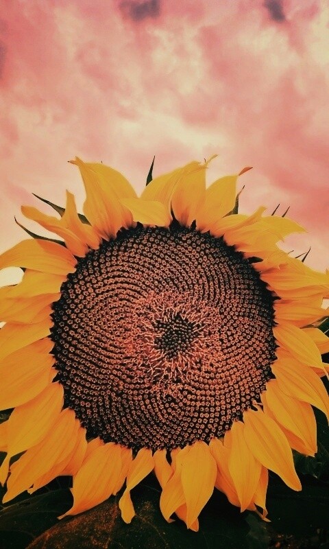 Подсолнухи обои