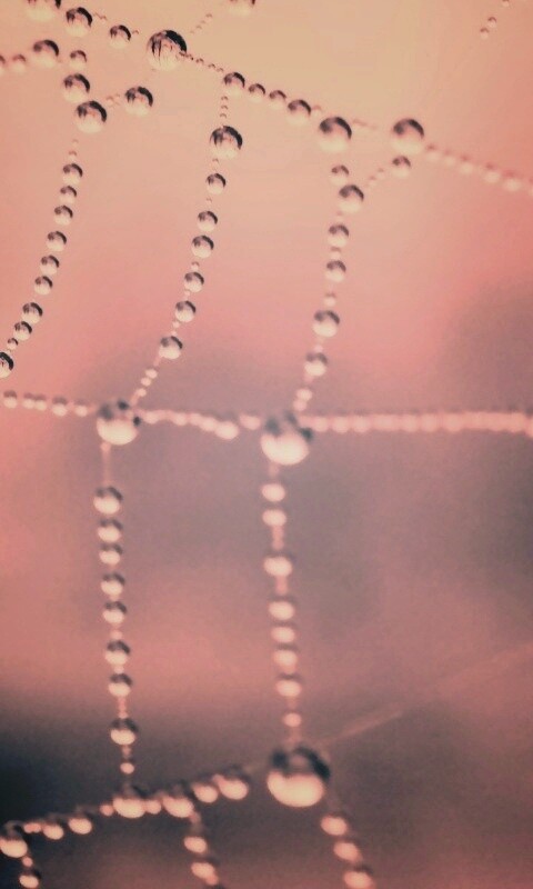 Капли росы на паутине обои