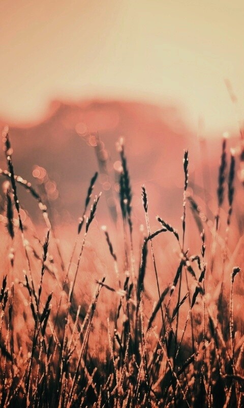 Поле пшеницы обои