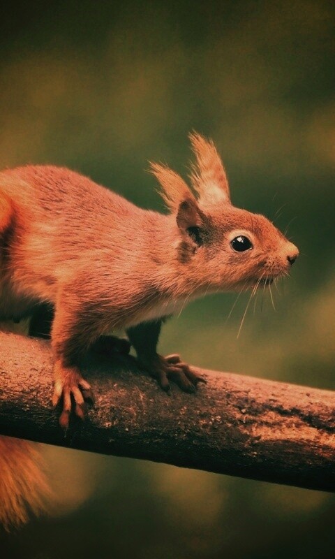 Белочка на ветке обои