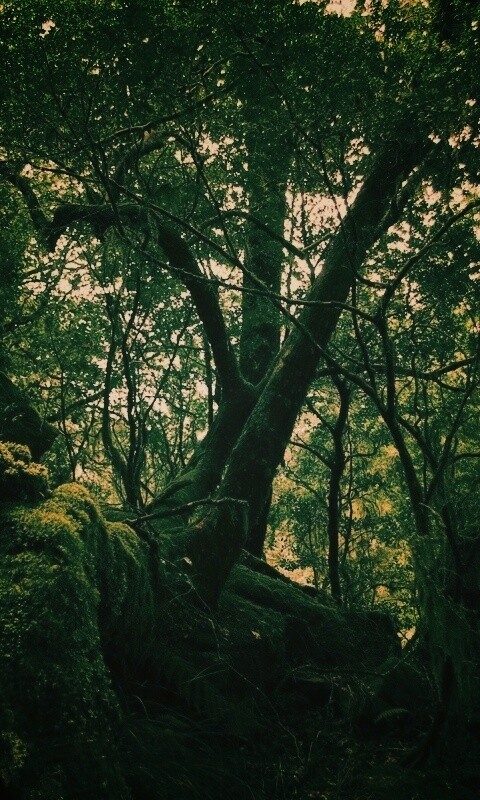 Чаща мшистого леса обои