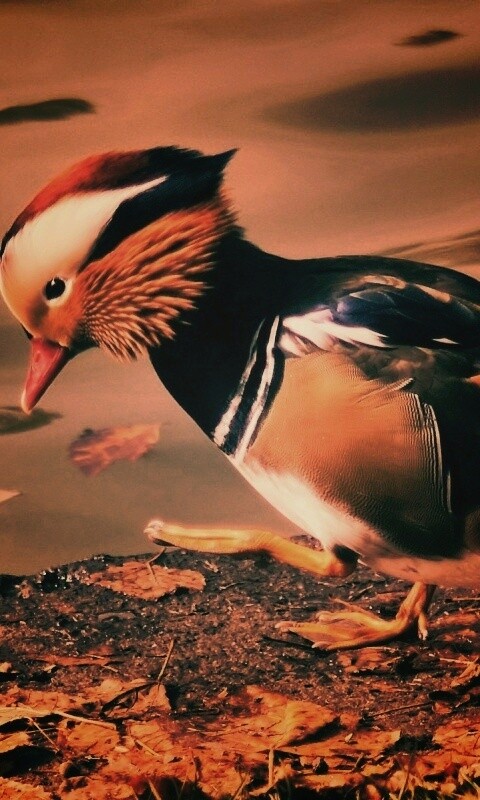 Уточка - мандаринка обои