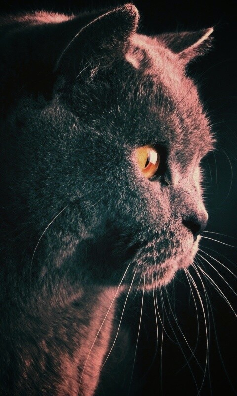 Плюшик  обои