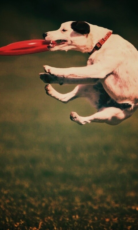 Ловкач обои