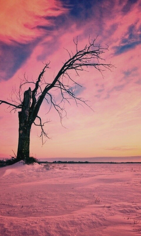 Сломанное дерево в снежной тундре обои