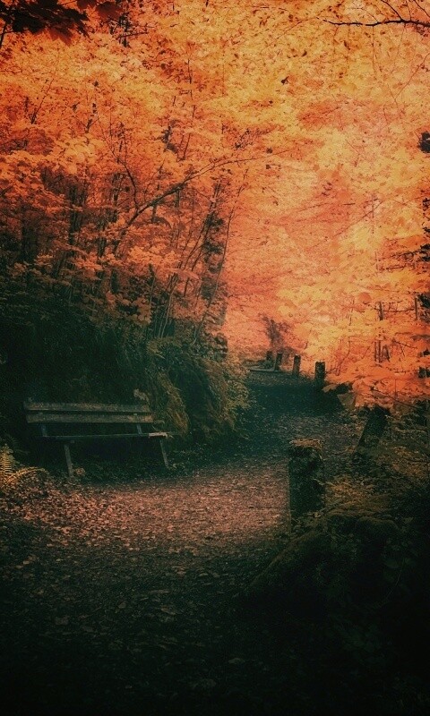 Скамейке в чаще парка обои