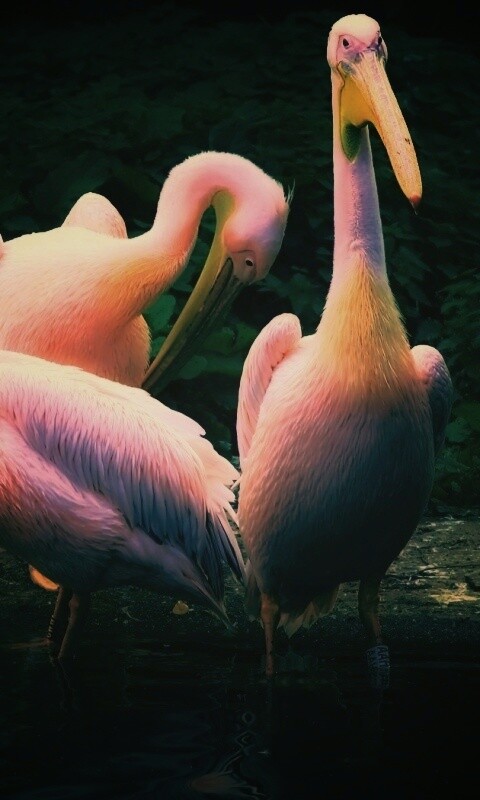 Разноцветные птицы обои