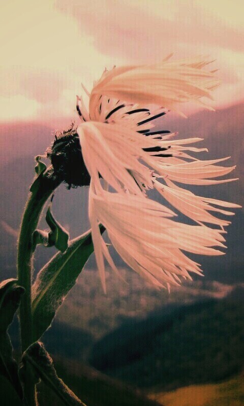 Горный цветок обои