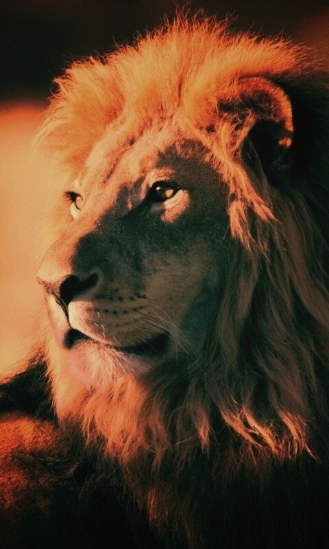 Царь зверей обои