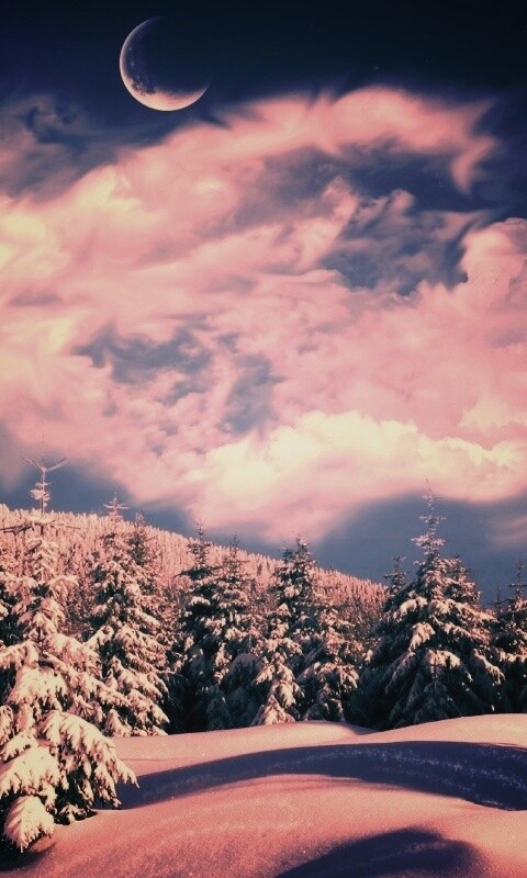 Зимний еловый лес обои