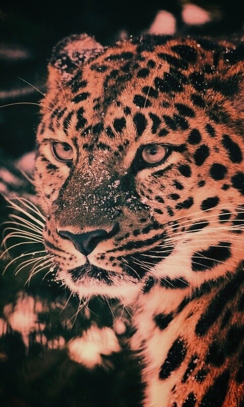 Леопард у заснеженной ели обои