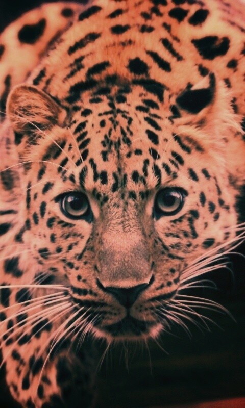 Леопард в зоопарке обои