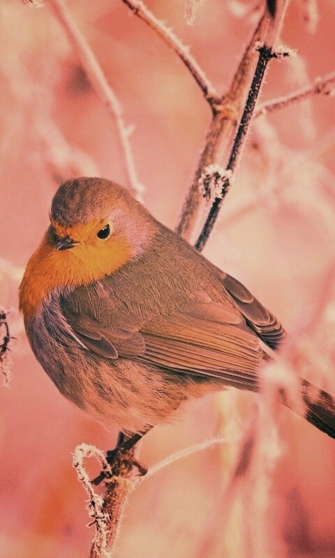 Птичка на ветке обои